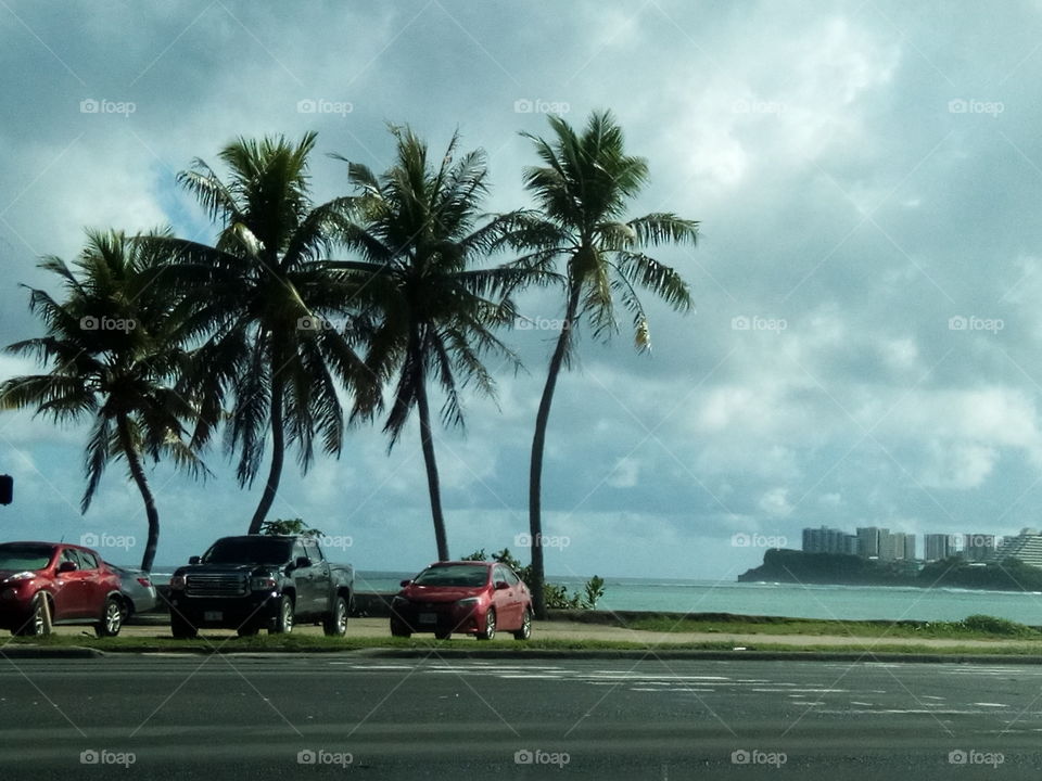 cars coconut tree and beach