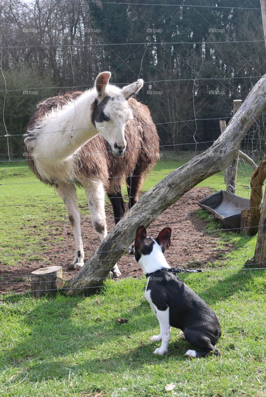 Dog and Lama