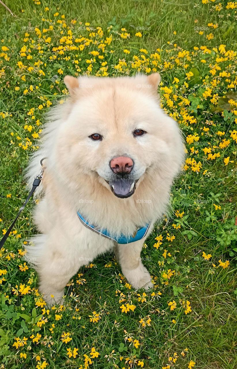 love spring beautiful portrait dog on a yellow flowers and green grass, spring time