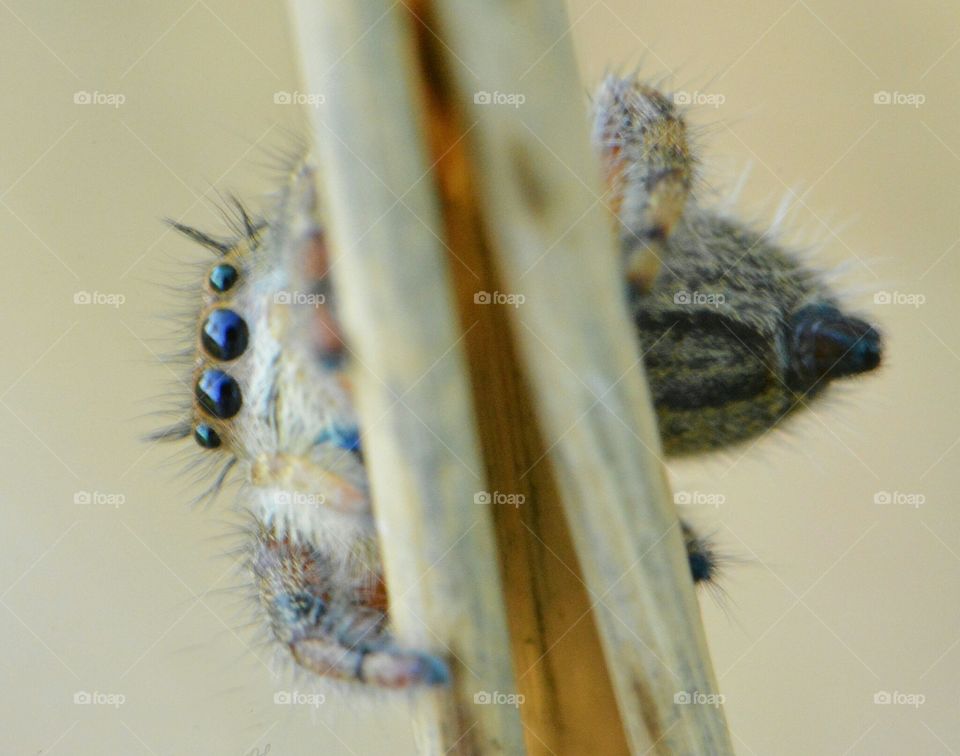 Jumping Spider Macro 