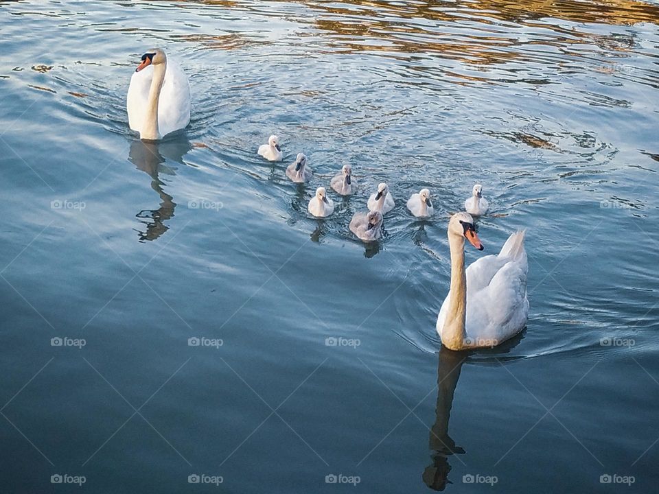 White swans