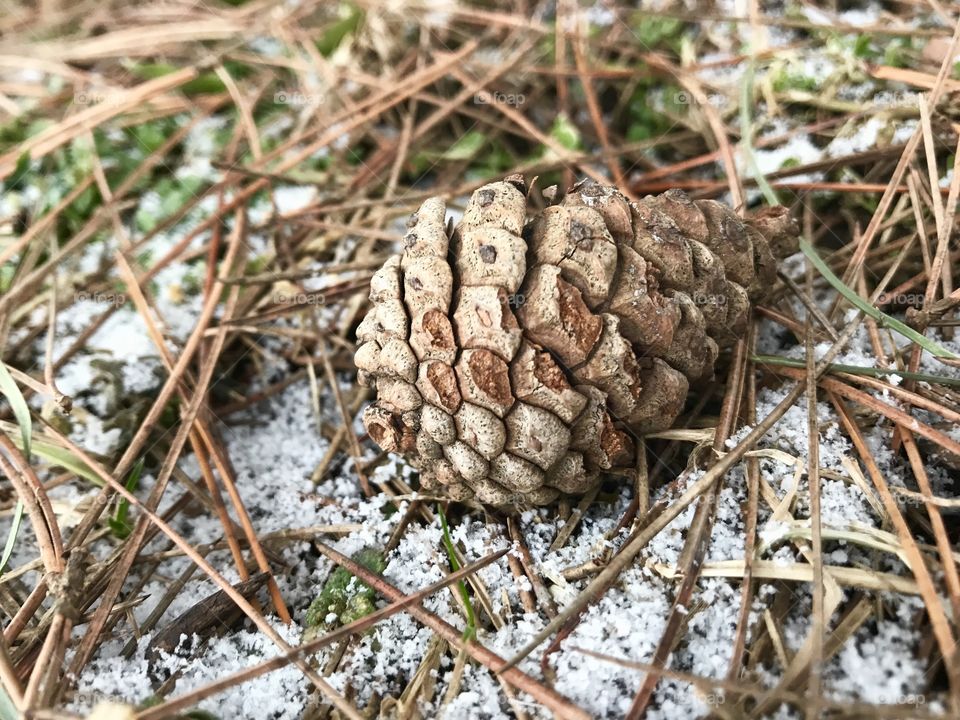 Gorgeous pinecone resting in the new fallen snow. 