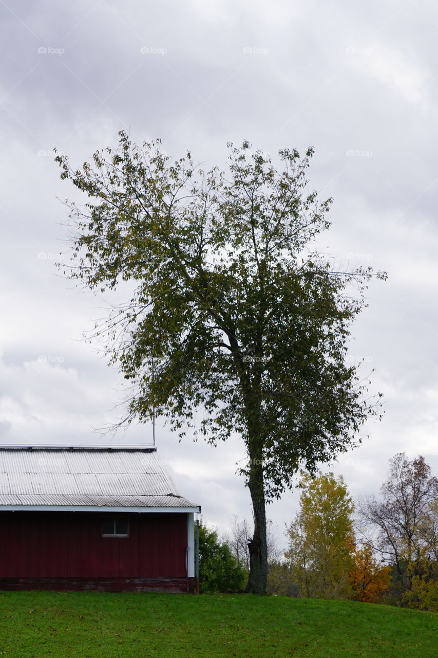 A tree and a barn. 
