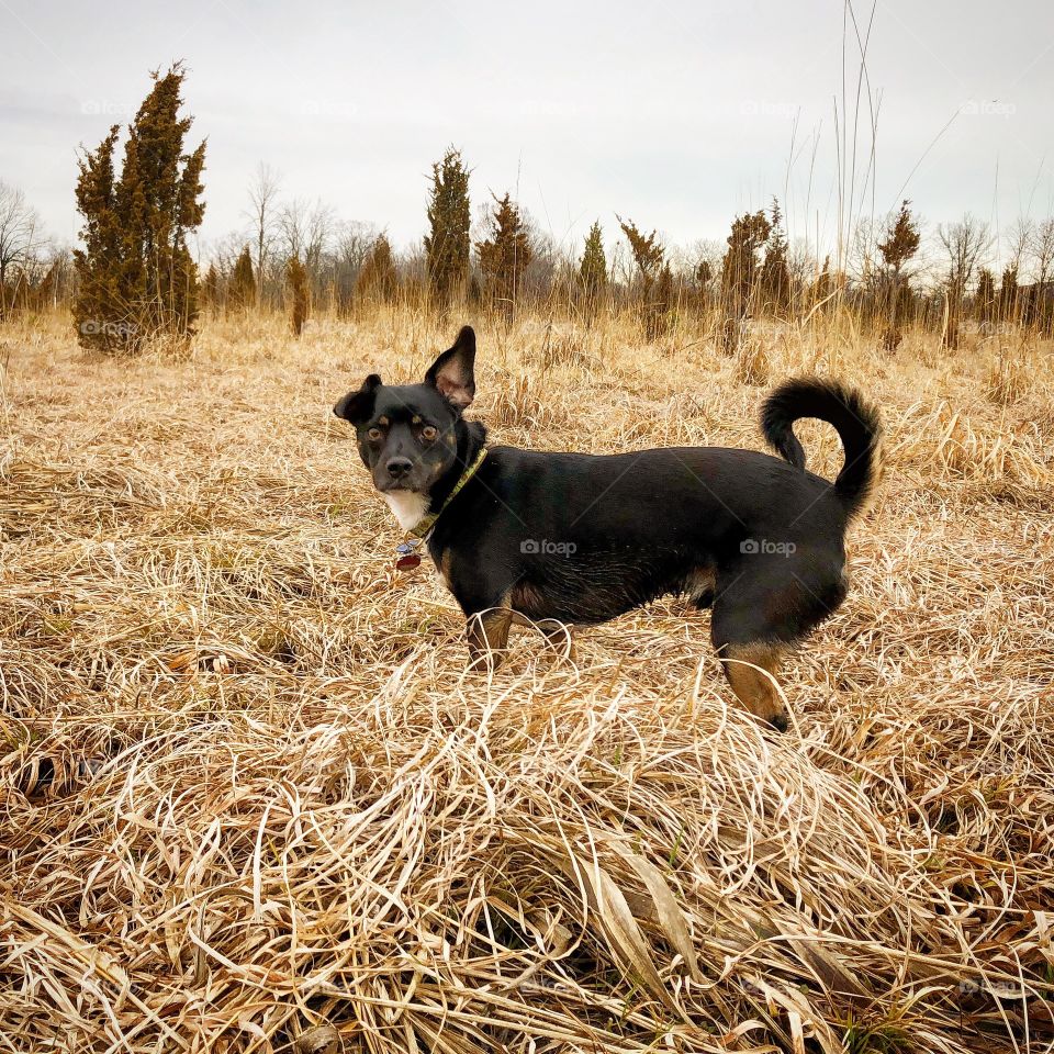 Black dog looks at camera in a field or dry grass