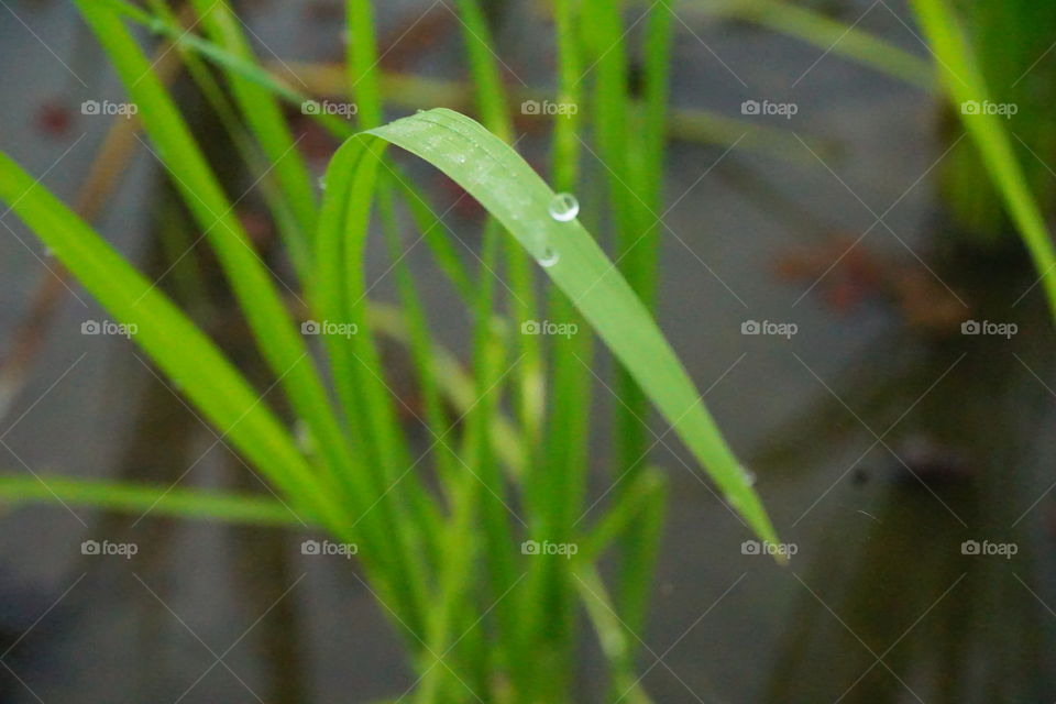 setitik air di atas daun padi