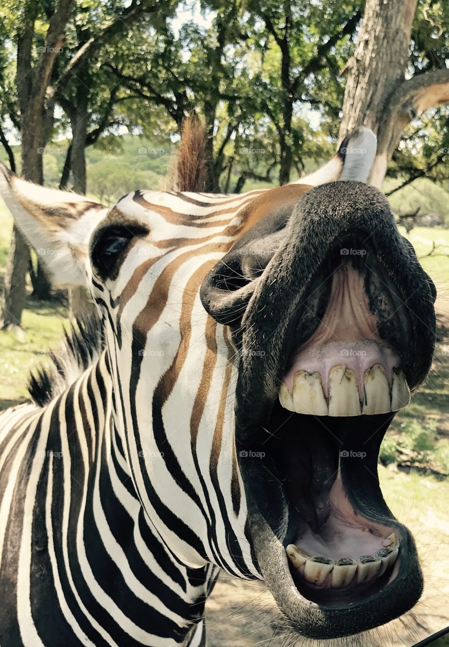 Hungry Hungry Zebra.