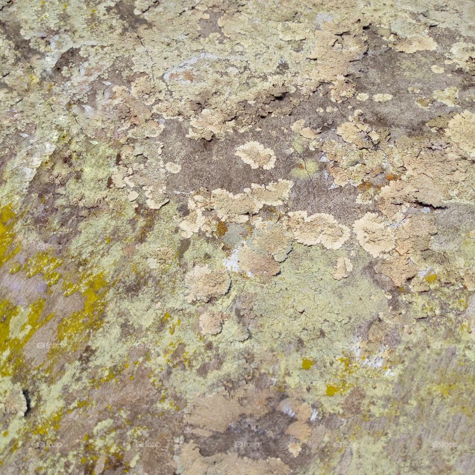 lichen is a creature that lives in trees, green, white and yellow.