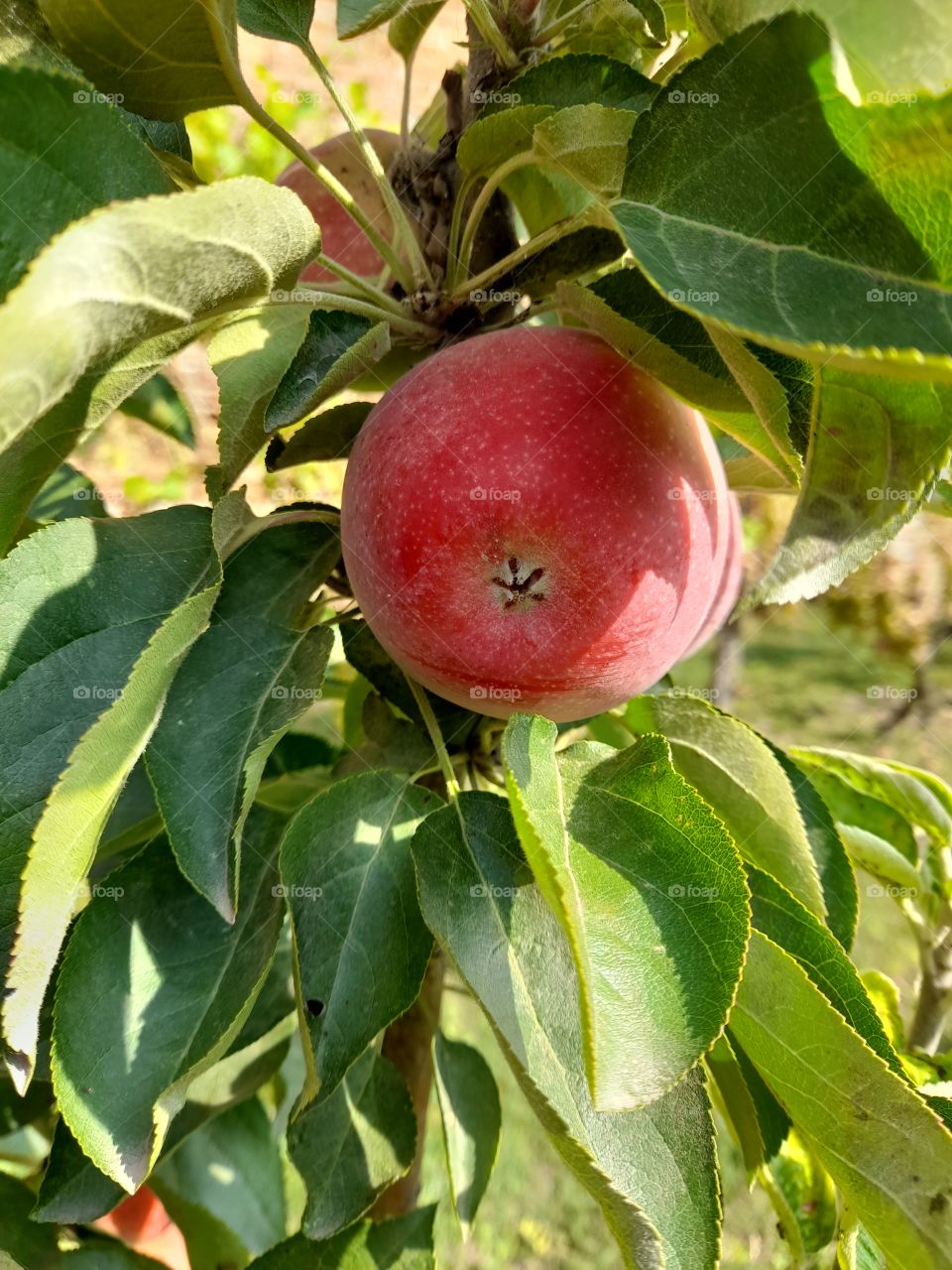a red apple on a tree