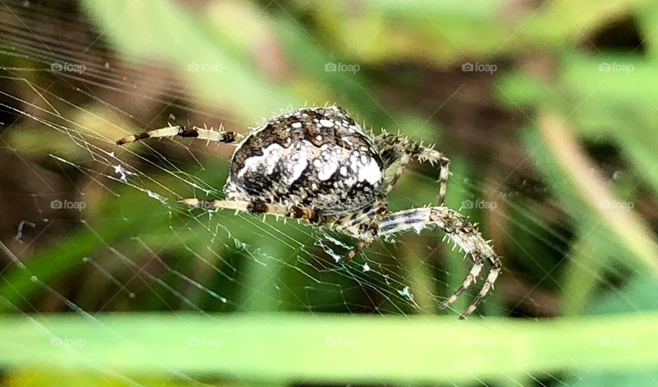 Spider, Arachnid, Spiderweb, Insect, Nature