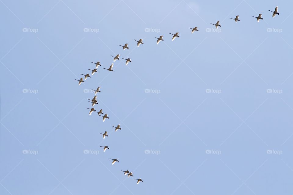 A flock of white swans in flight, blue sky - en flock vita svanar som flyger mot en blå himmel 