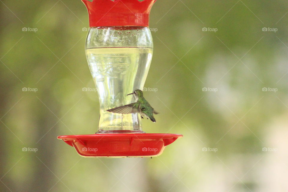 Florida hummingbird ruby Throated hummingbird