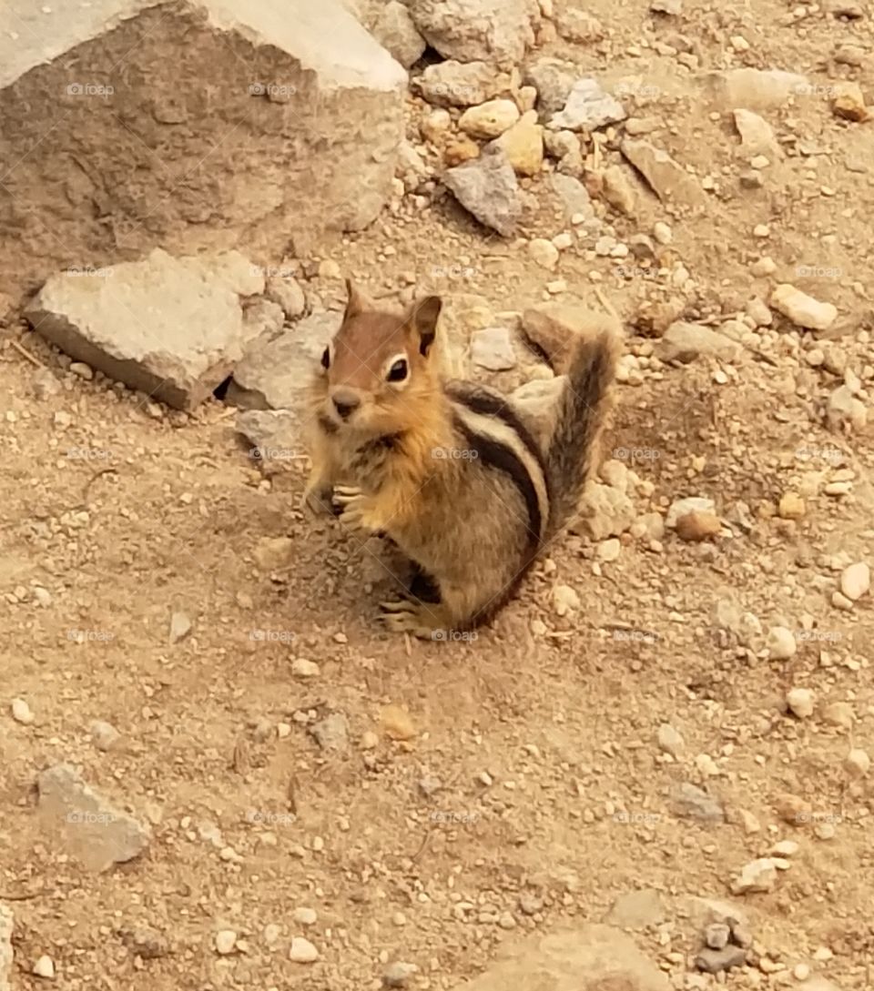 chipmunk