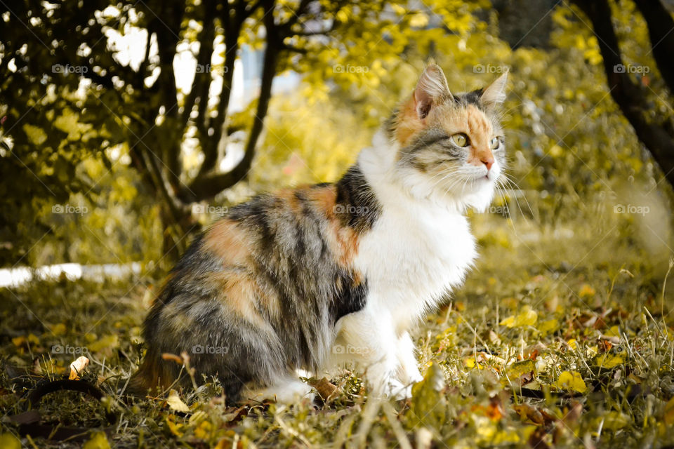 cat in the leaves, autumn