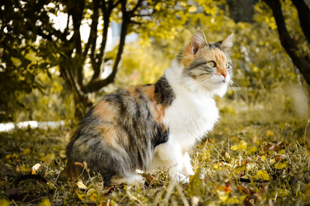 cat in the leaves, autumn
