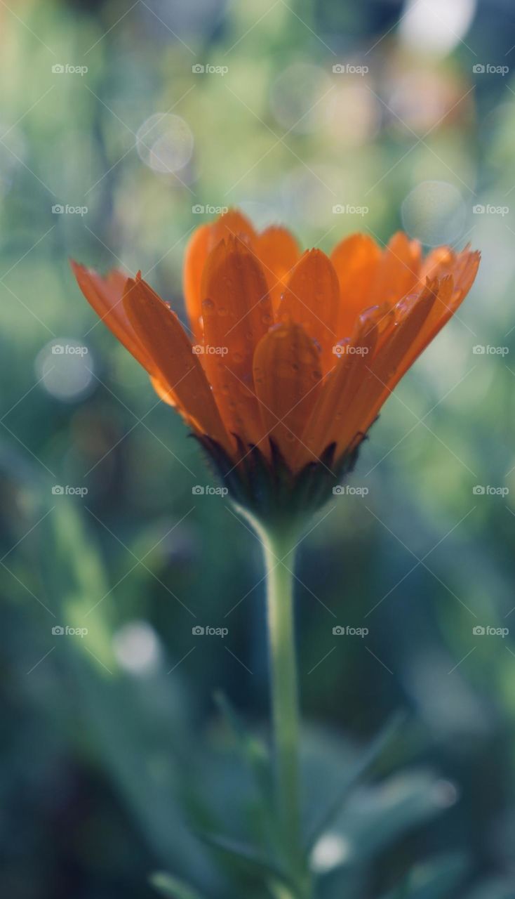 Orange flower 