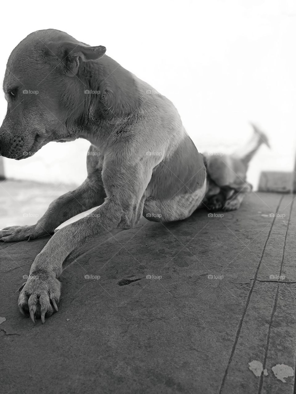 cute little but cunning and loving