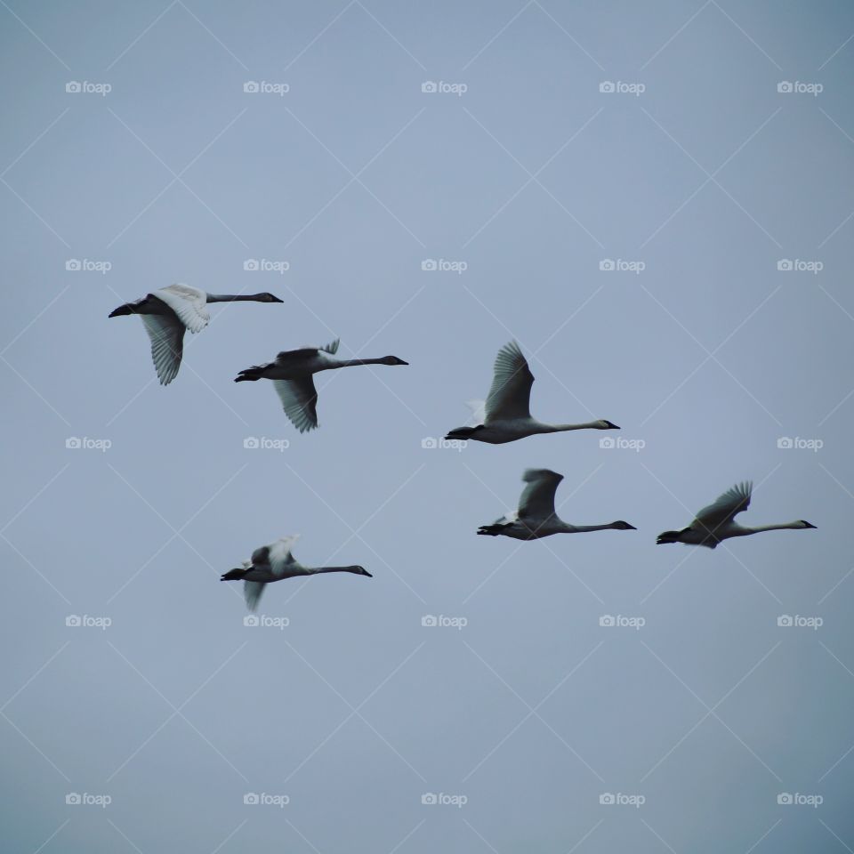 Geese migrating in winter.