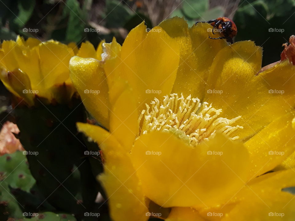 A honeybees, the flower is good for honeycomb.