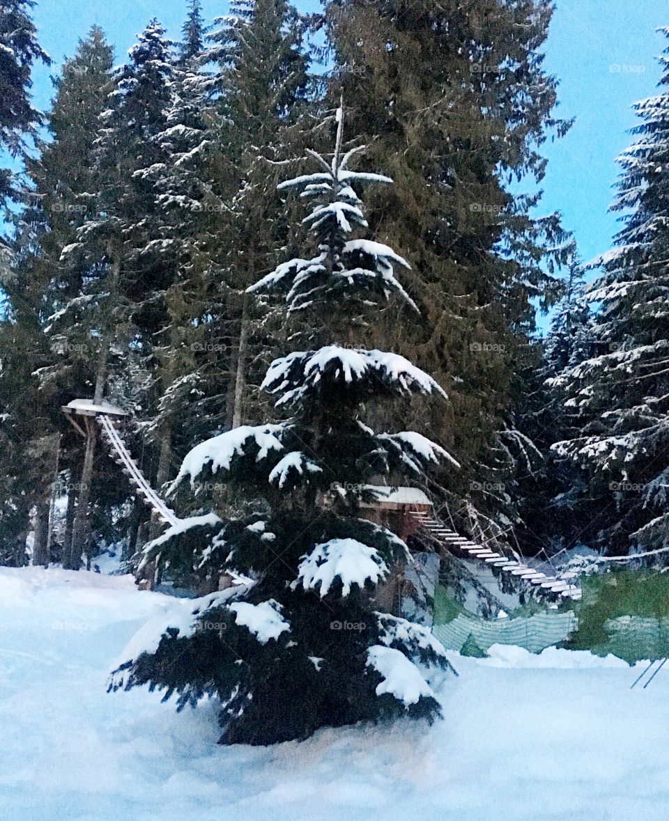 Snowy tree 