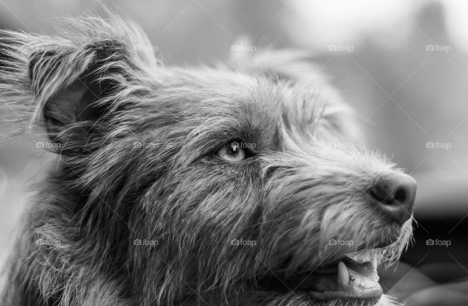 Head shot of a young terrier dog