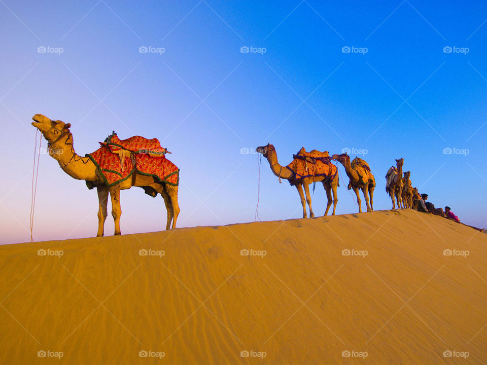 Thar desert camel safari