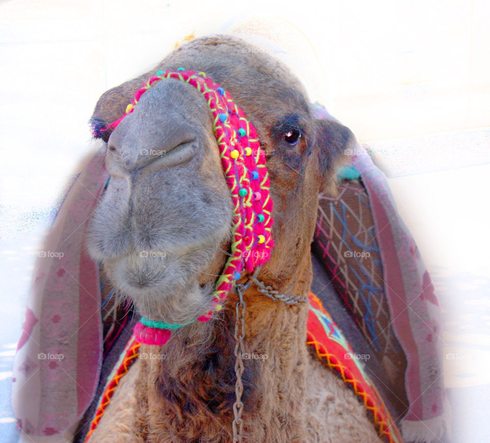 Working camel
