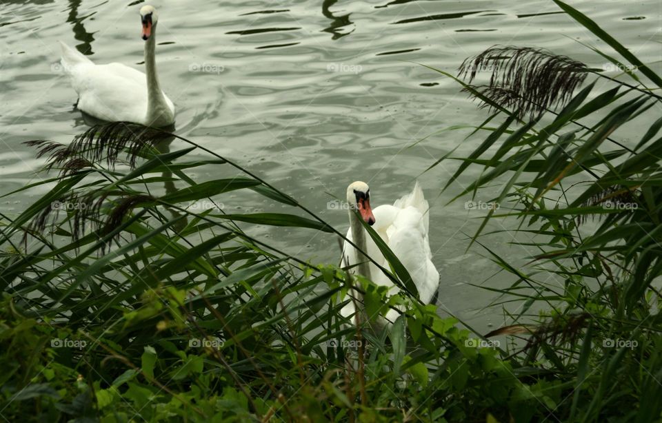 swans in water and water grass