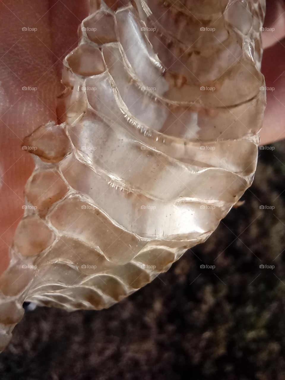 Close up Snakeskin and Scale pattern of Scutes. Golden Shedded Skin of a European Green Whip Snake. Snakes shed their Skin through a process called Ecdysis. Most Shedded Snake Skins are this colour and don't show the Colour of the actual Snake.