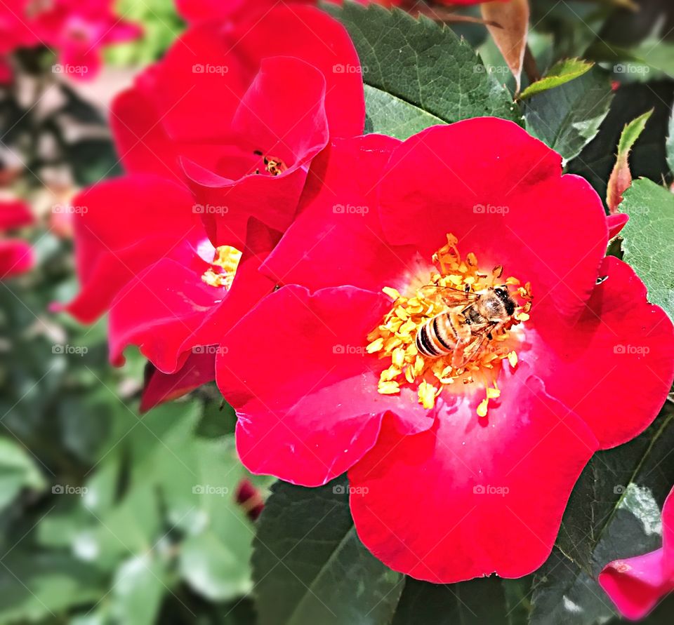 Bee collecting pollen from red flower in Biltmore Estate Gardens in May