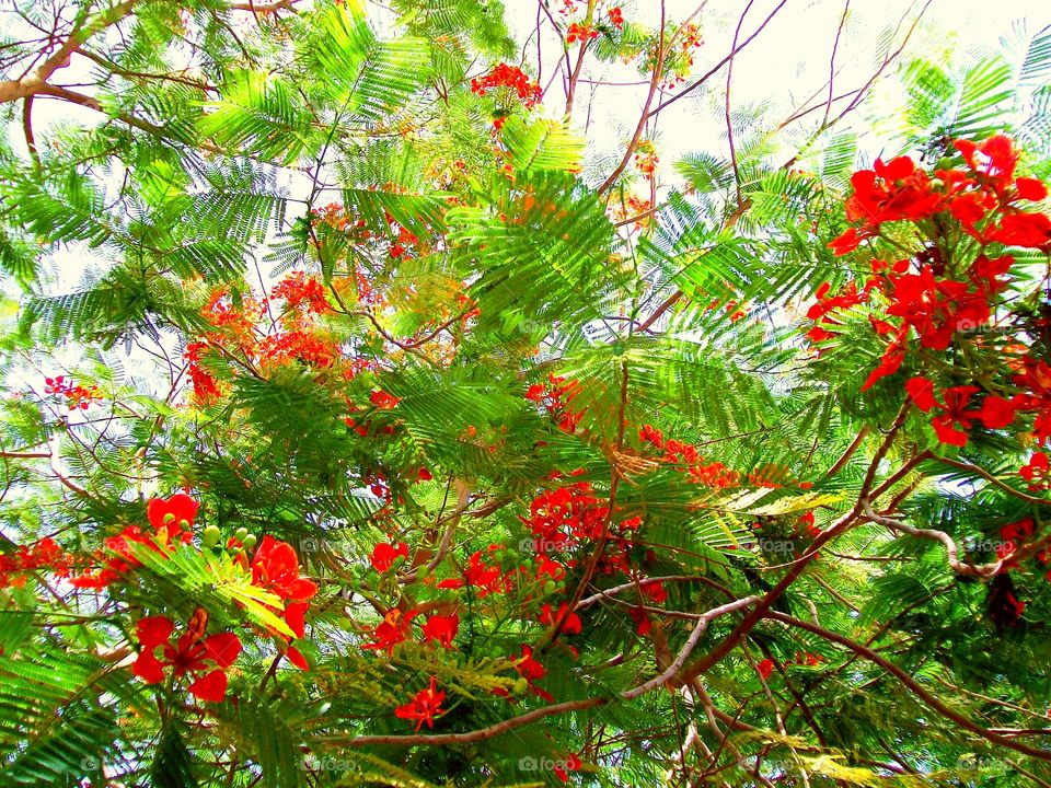 Red Flowering Tree