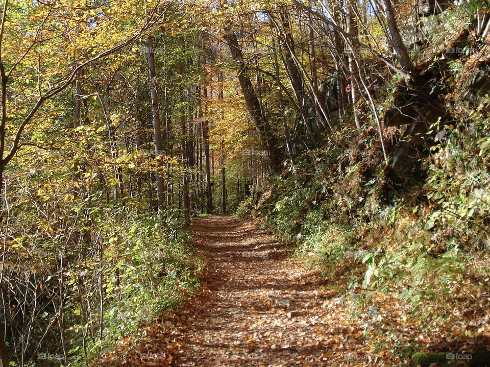 Beautiful forest path
