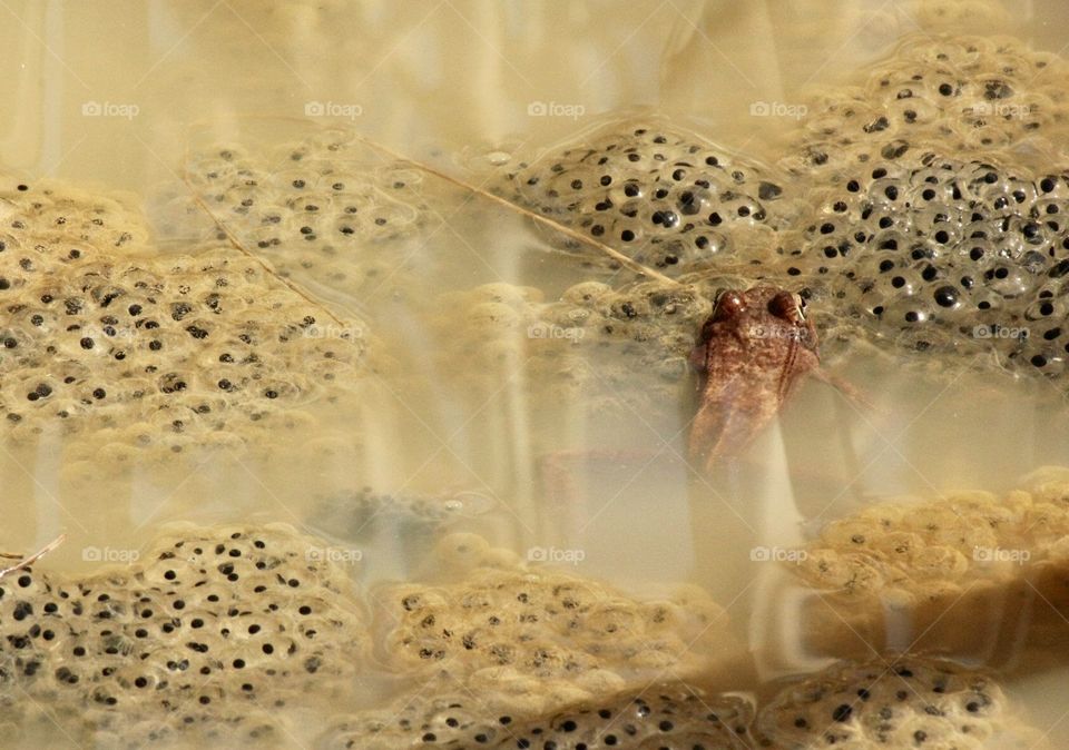 Frog and eggs in pond