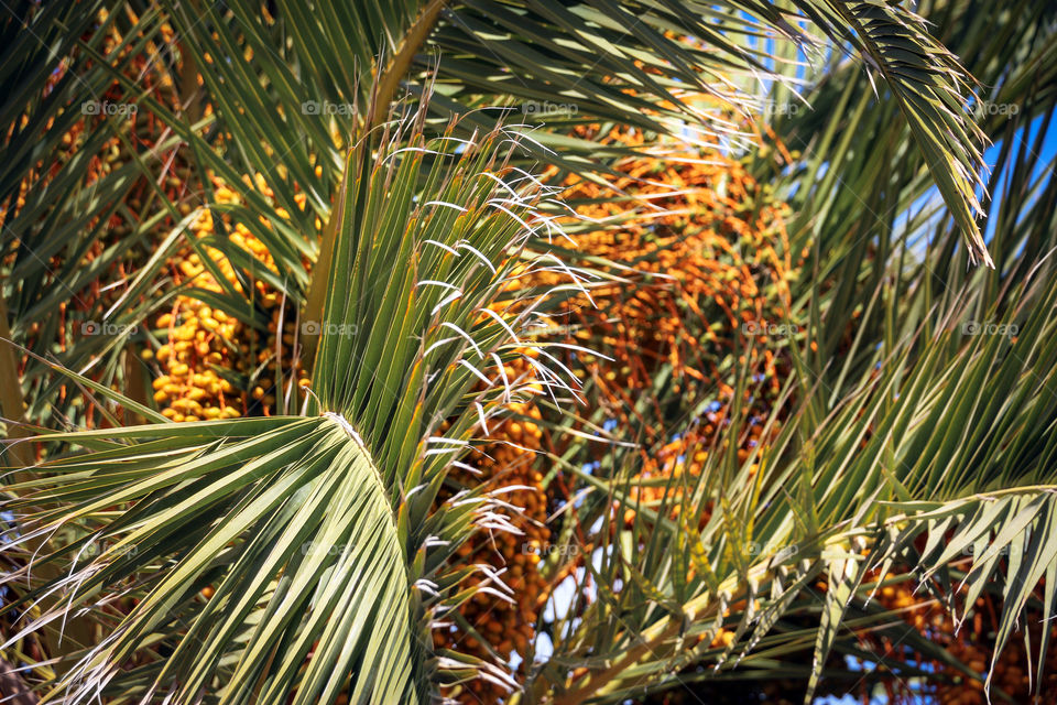 Palms leaves and seed