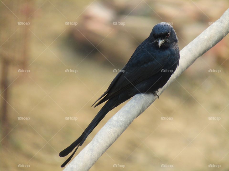 The black drongo (Dicrurus macrocercus) is a small Asian passerine bird of the drongo family Dicruridae.