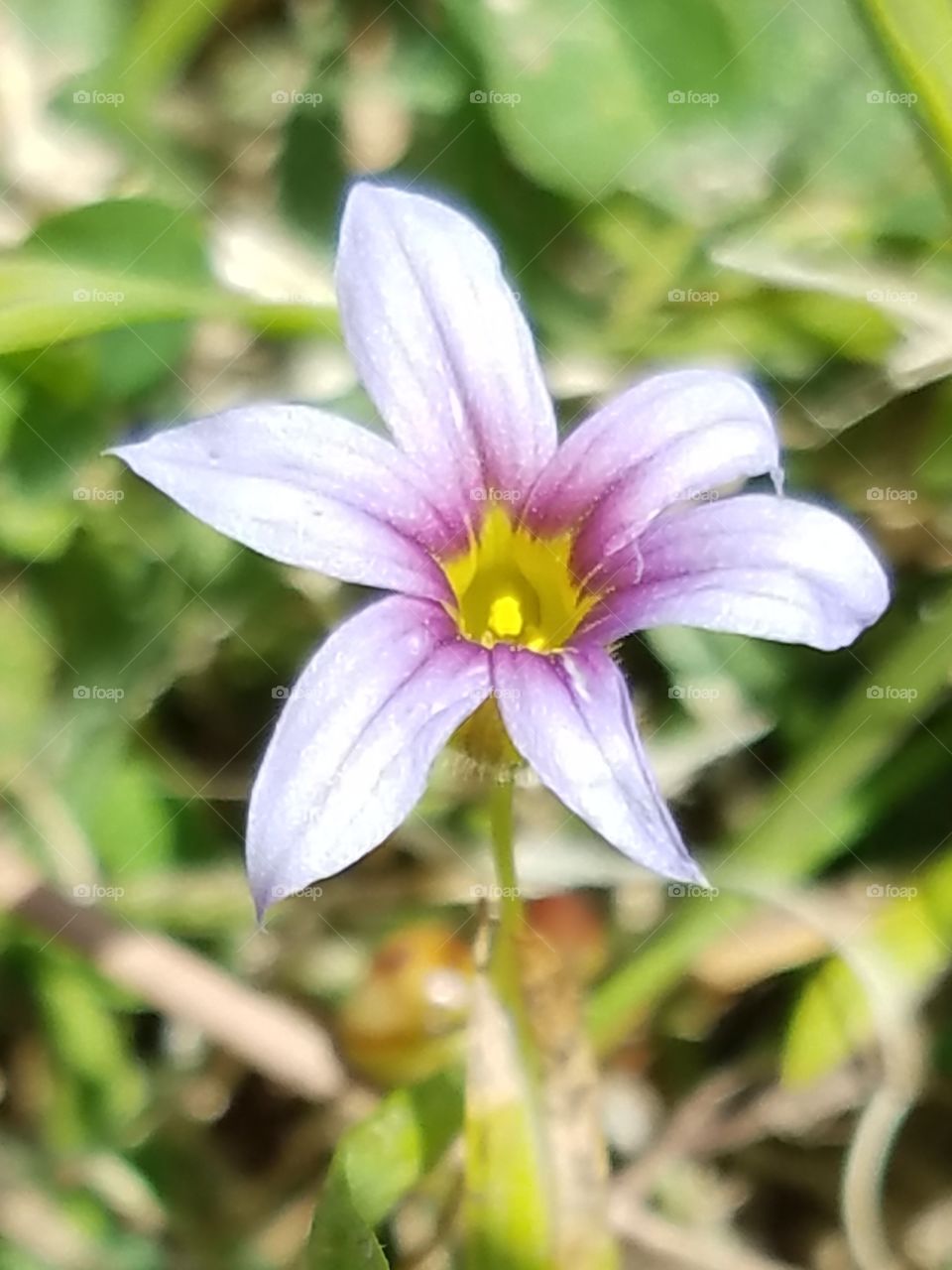 weed flower