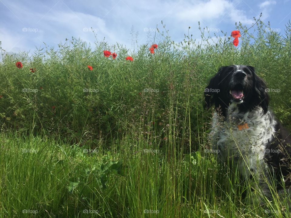 Blue skies, a best friend, country walks and beautiful wild poppies.