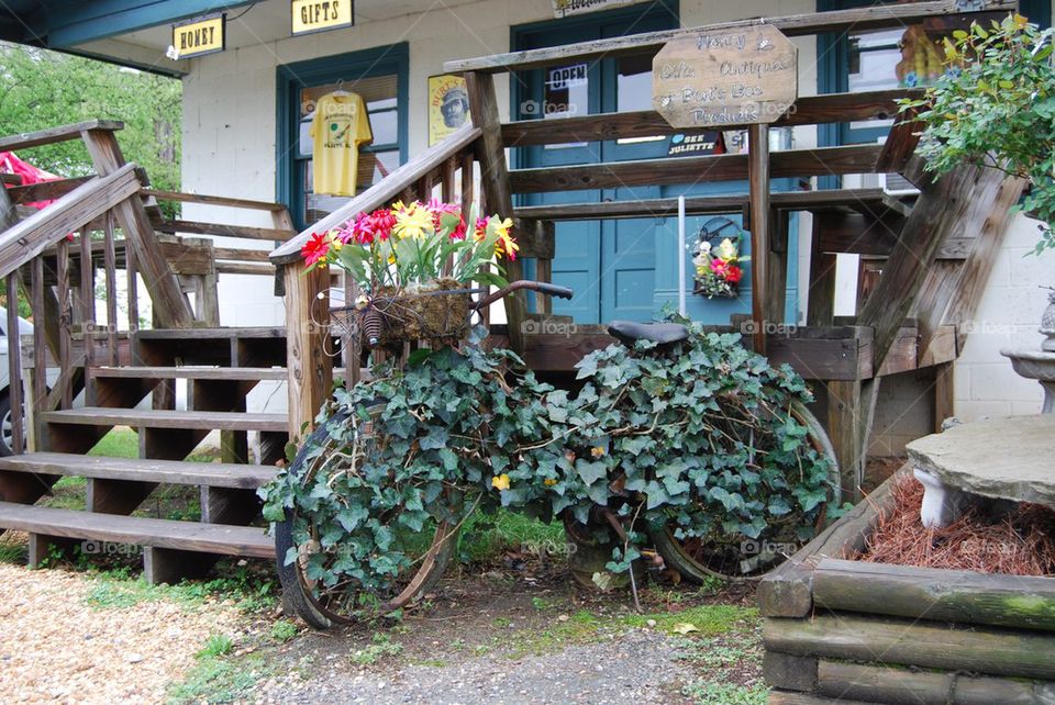 Bicycle covered in ivy