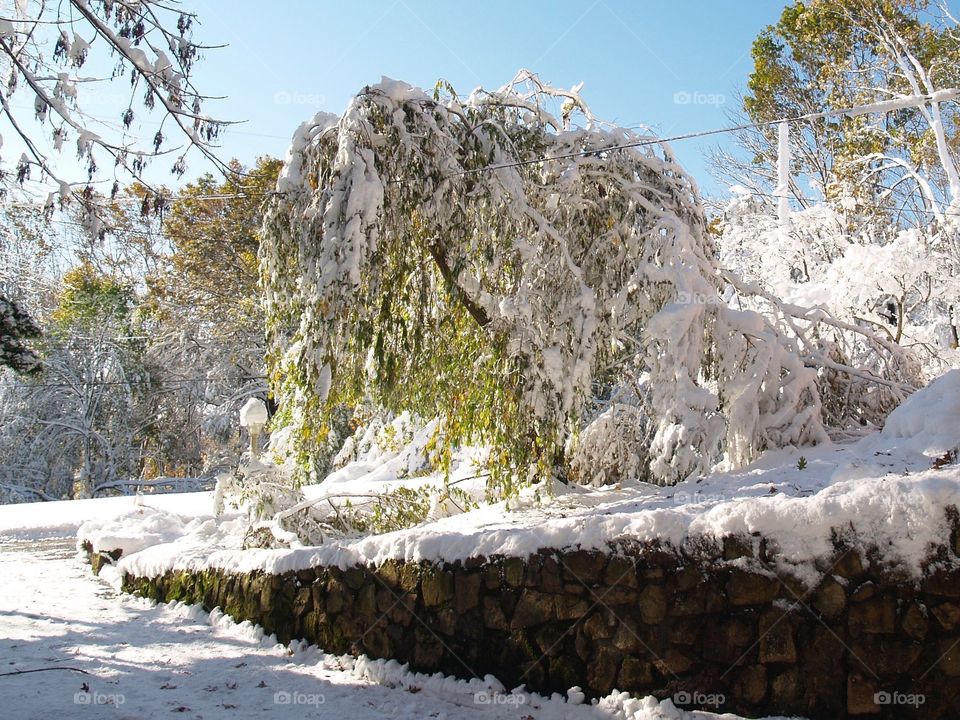 Snow weighting down branches