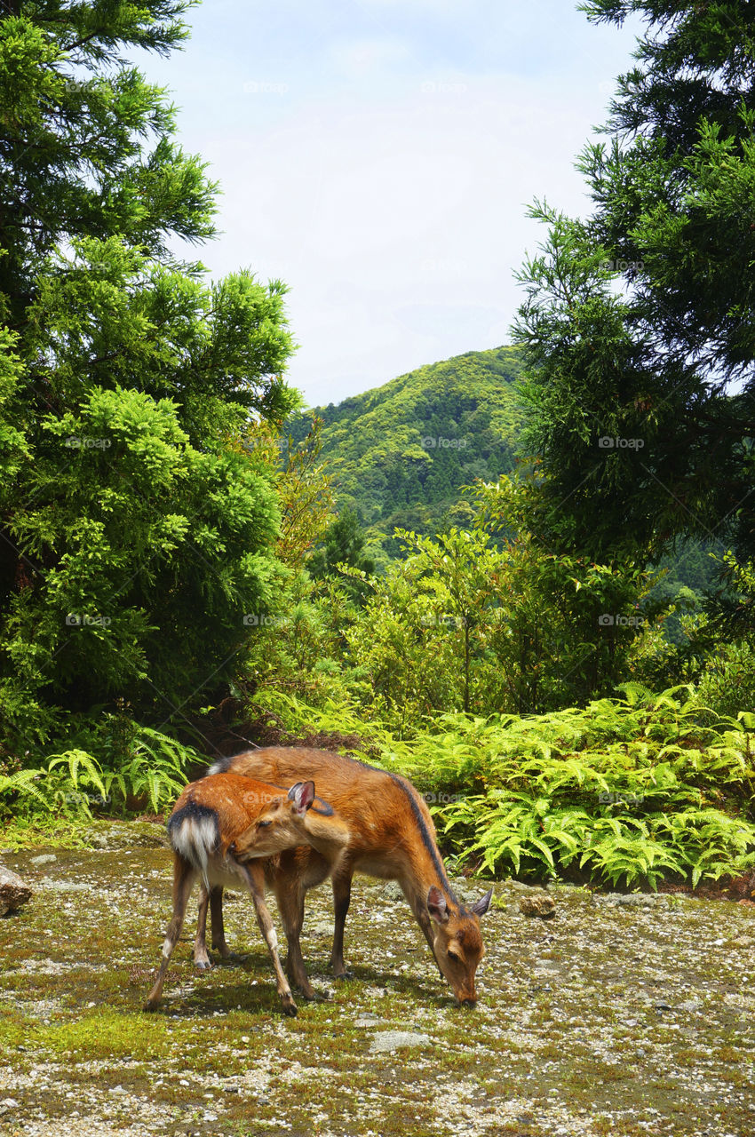 Japan. yakushima