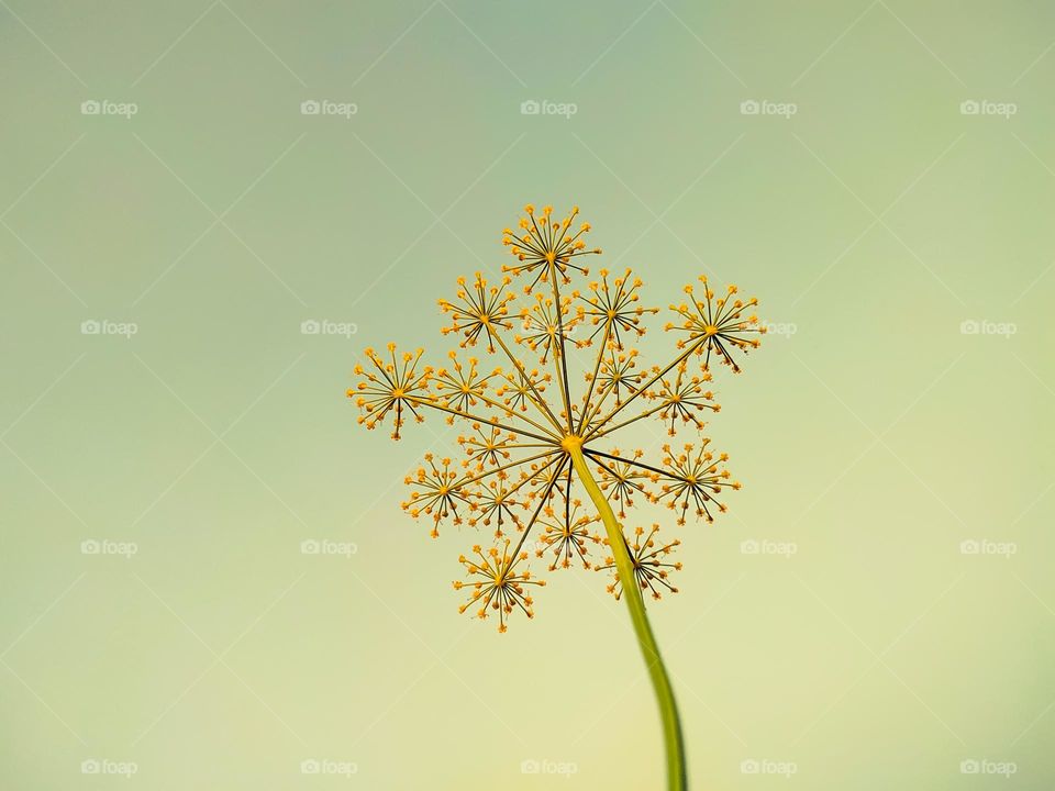 Dill, plants with the Latin name  Anethum graveolens on the haze background