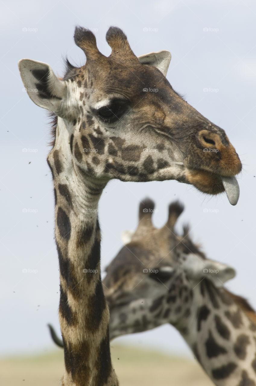 Giraffes sticking out tongue