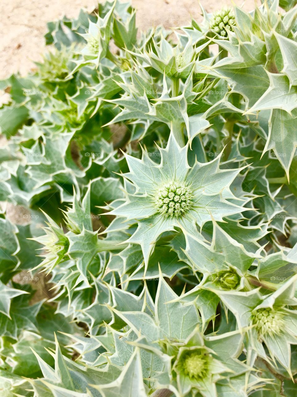 Elevated view of thistle plants