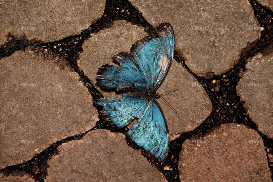 Dead Butterfly On The Walkway, Beautiful Insects, Insect Photography, Closeup Photo, Dramatic Beauty 