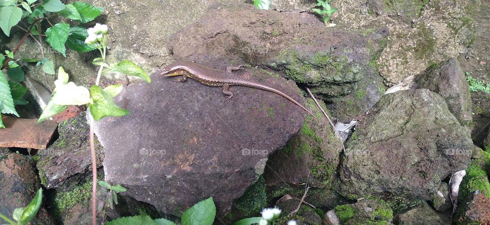 Genus Sphenomorphus - vernacularly known as the common lizard