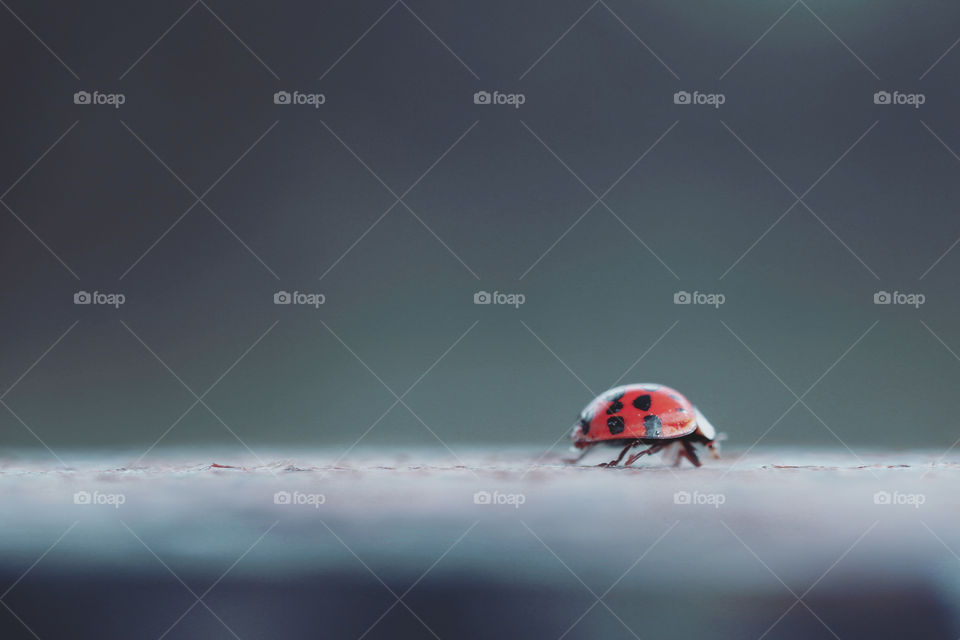Ladybug walking through the frame