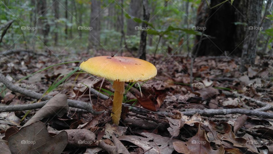 Forest Mushroom