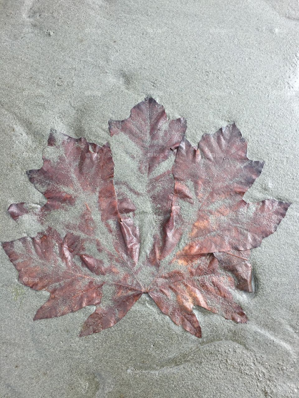Sandy leaf