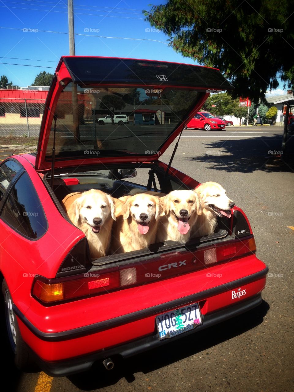Let's go already!. Our family of 4 Goldens from Trillium Goldens