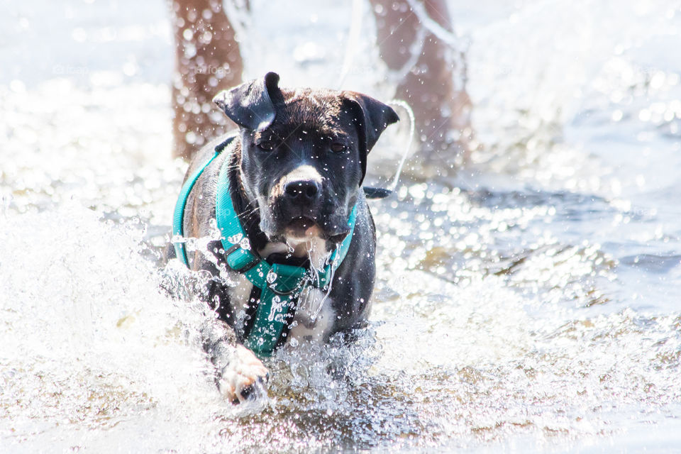 Puppy loves to play in the lake 
