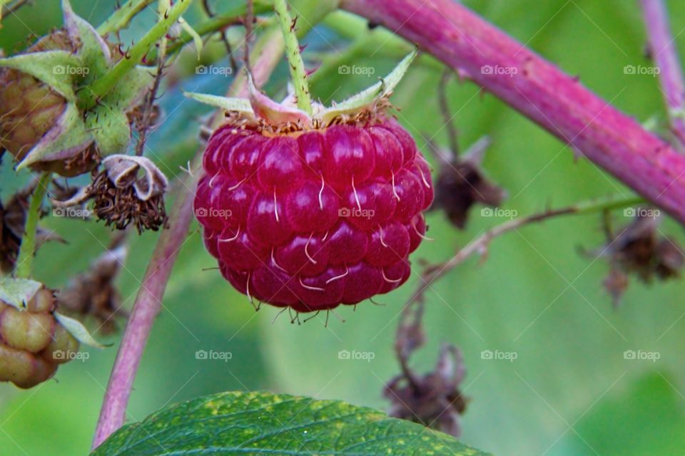 red raspberry on a branch